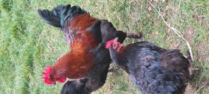 Vând gaini marans - imagine 5