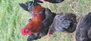 Vând gaini marans - imagine 2