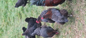 Vând gaini marans - imagine 4