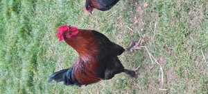 Vând gaini marans - imagine 3