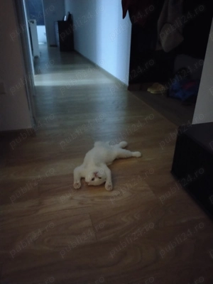 Scottish fold & scottish straight - imagine 13