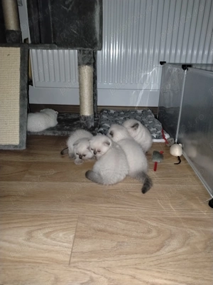 Scottish fold & scottish straight - imagine 6