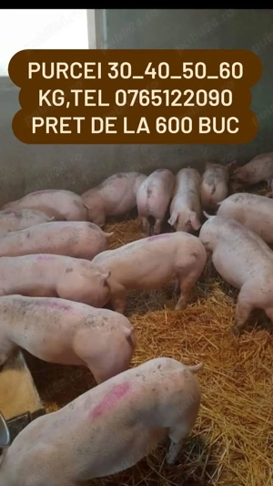 Vand purcei si grasuni