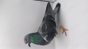 Vând femelă de 2024 cu pedigree