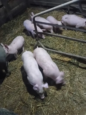 De vanzare , rasa landras cu pietran