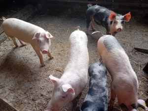 De vanzare , rasa landras cu pietran - imagine 3