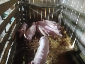 De vanzare , rasa landras cu pietran - imagine 2