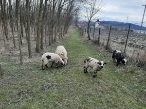 Ofer spre vânzare 2 oi Țurcane cu 3 mieluțe   Sănătoase și bine întreținute  - imagine 3