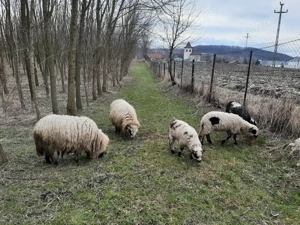 Ofer spre vânzare 2 oi Țurcane cu 3 mieluțe   Sănătoase și bine întreținute  - imagine 4