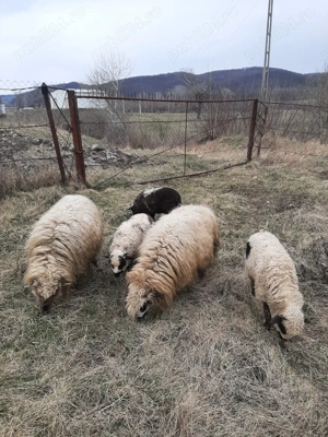 Ofer spre vânzare 2 oi Țurcane cu 3 mieluțe   Sănătoase și bine întreținute  - imagine 2
