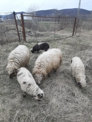 Ofer spre vânzare 2 oi Țurcane cu 3 mieluțe   Sănătoase și bine întreținute  - imagine 5