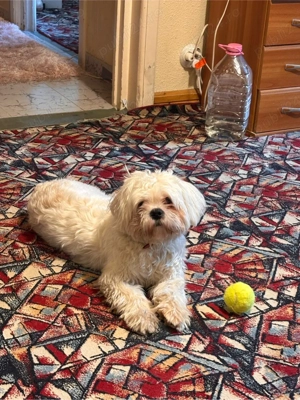 Vand Bichon Havanez baiat - 9 luni. - imagine 2