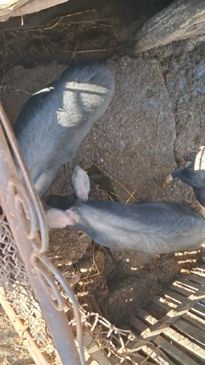 Porci de vânzare  - imagine 2