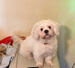 Vand Bichon Havanez baiat - 9 luni.