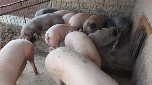 Porci pentru sacrificare - imagine 4