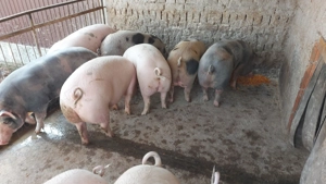 Porci pentru sacrificare