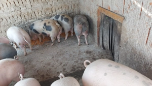 Porci pentru sacrificare - imagine 3