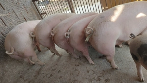 Porci pentru sacrificare - imagine 2