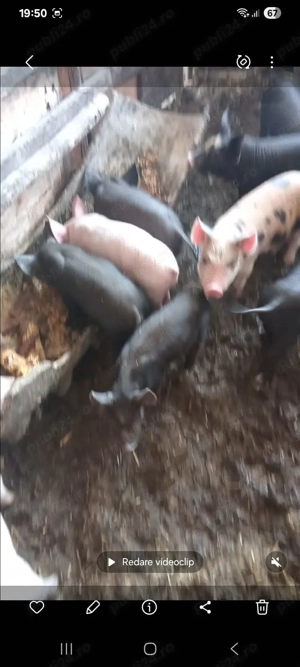 Vând purcei! - imagine 2