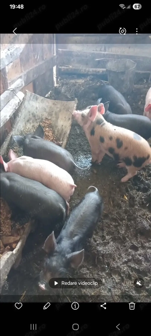 Vând purcei! - imagine 4