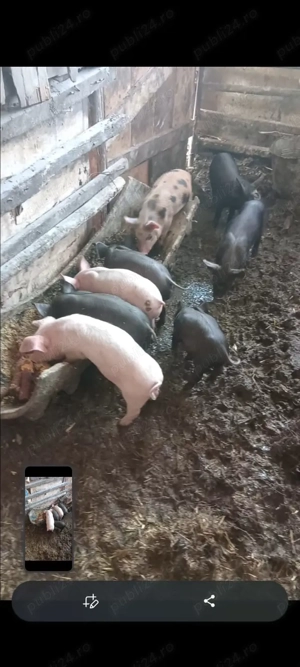 Vând purcei! - imagine 3