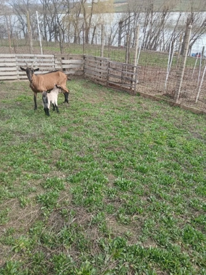 Capra Alpin Francez cu ied - imagine 2