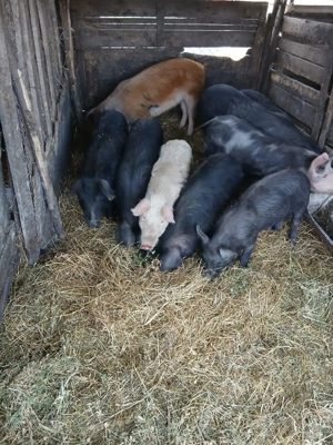 De Vânzare 9 soldani 