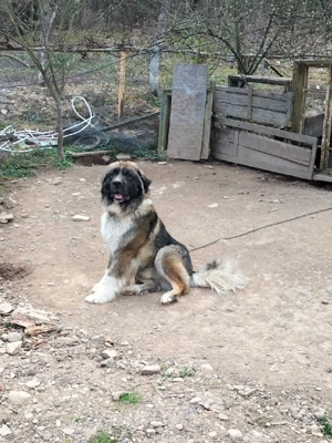 Donez Caucazian ciobanesc