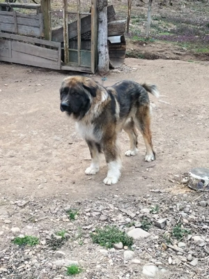 Donez Caucazian ciobanesc - imagine 3