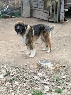 Donez Caucazian ciobanesc - imagine 2