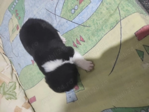 Akita american.  - imagine 5