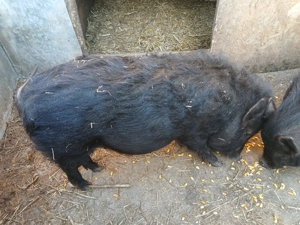 Porci vietnamezi  - imagine 3