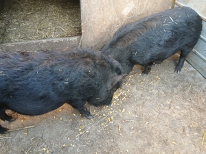 Porci vietnamezi  - imagine 2