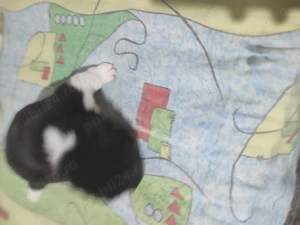 Akita american.  - imagine 2