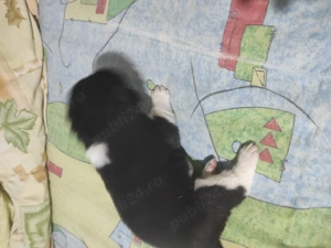 Akita american.  - imagine 4