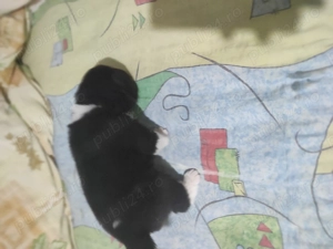 Akita american.  - imagine 3