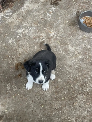 Vând cățelușe de rasa Ciobăneasc de Bucovina  - imagine 2