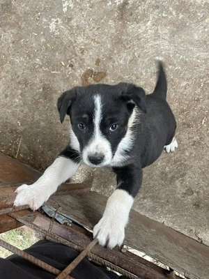 Vând cățelușe de rasa Ciobăneasc de Bucovina  - imagine 3