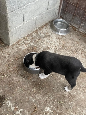 Vând cățelușe de rasa Ciobăneasc de Bucovina  - imagine 5