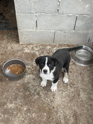 Vând cățelușe de rasa Ciobăneasc de Bucovina  - imagine 4