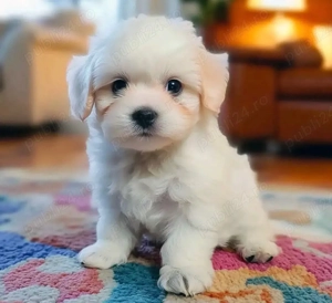bichon maltez alb 