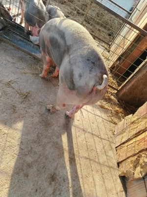 Porc pietrean de vanzare  - imagine 4