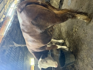 Bălțată românească  - imagine 5