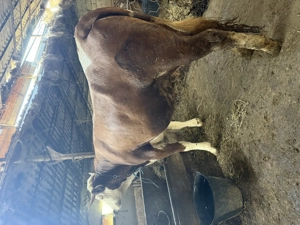 Bălțată românească  - imagine 3