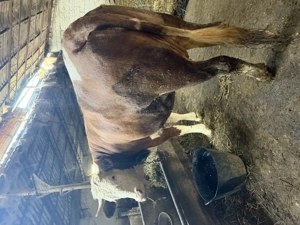 Bălțată românească  - imagine 4