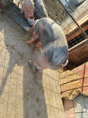 Porc pietrean de vanzare  - imagine 2