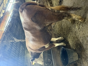 Bălțată românească  - imagine 2