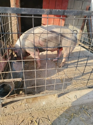 Porc pietrean de vanzare  - imagine 3