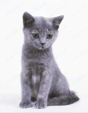 russian blue