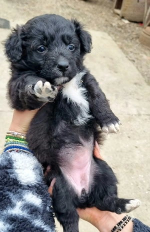 3 cățelușe de intors oile (Donez) - imagine 3